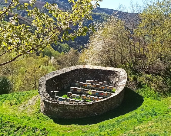 Mel Casa Príncipe. Mel das montañas de Navia de Suarna, comarca de Os Ancares, Lugo